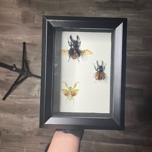 Mounted/pinned taxidermy bugs and beetles